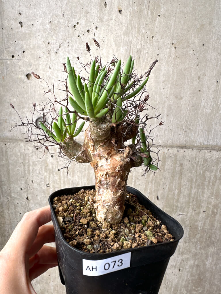 【現品限り】チレコドン・レティキュラーツス 万物想 現地株【AH73】 Tylecodon reticulatus【植物】塊根植物 夏型 コーデックス