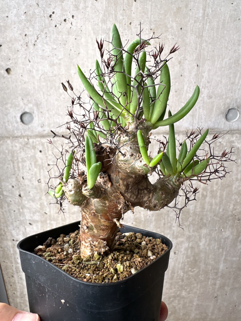 【現品限り】チレコドン・レティキュラーツス 万物想 現地株【AH73】 Tylecodon reticulatus【植物】塊根植物 夏型 コーデックス - 画像 (4)