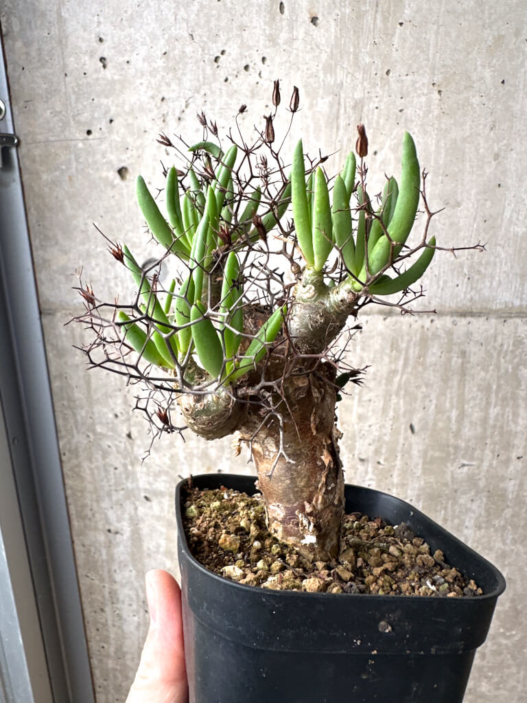 【現品限り】チレコドン・レティキュラーツス 万物想 現地株【AH73】 Tylecodon reticulatus【植物】塊根植物 夏型 コーデックス - 画像 (5)