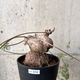 【現品限り】ペラルゴニウム・トリステ 現地株【AH74】 Pelargonium triste【植物】塊根植物 夏型 コーデックス