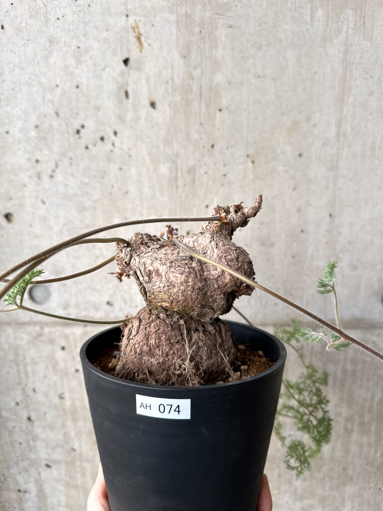 【現品限り】ペラルゴニウム・トリステ 現地株【AH74】 Pelargonium triste【植物】塊根植物 夏型 コーデックス