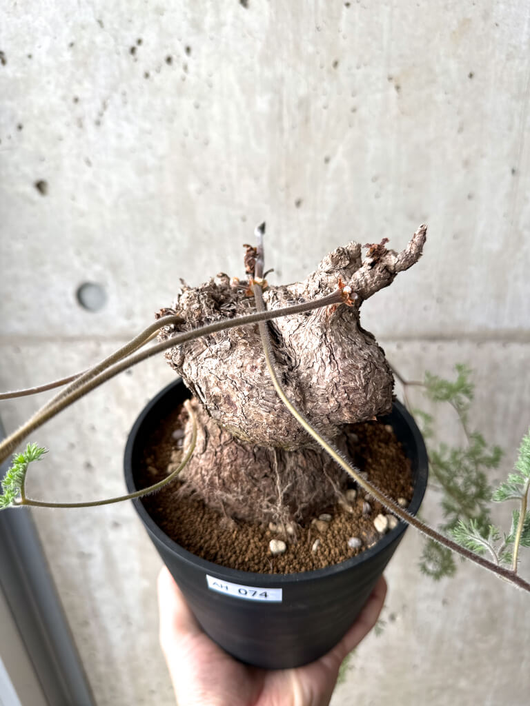 【現品限り】ペラルゴニウム・トリステ 現地株【AH74】 Pelargonium triste【植物】塊根植物 夏型 コーデックス - 画像 (2)