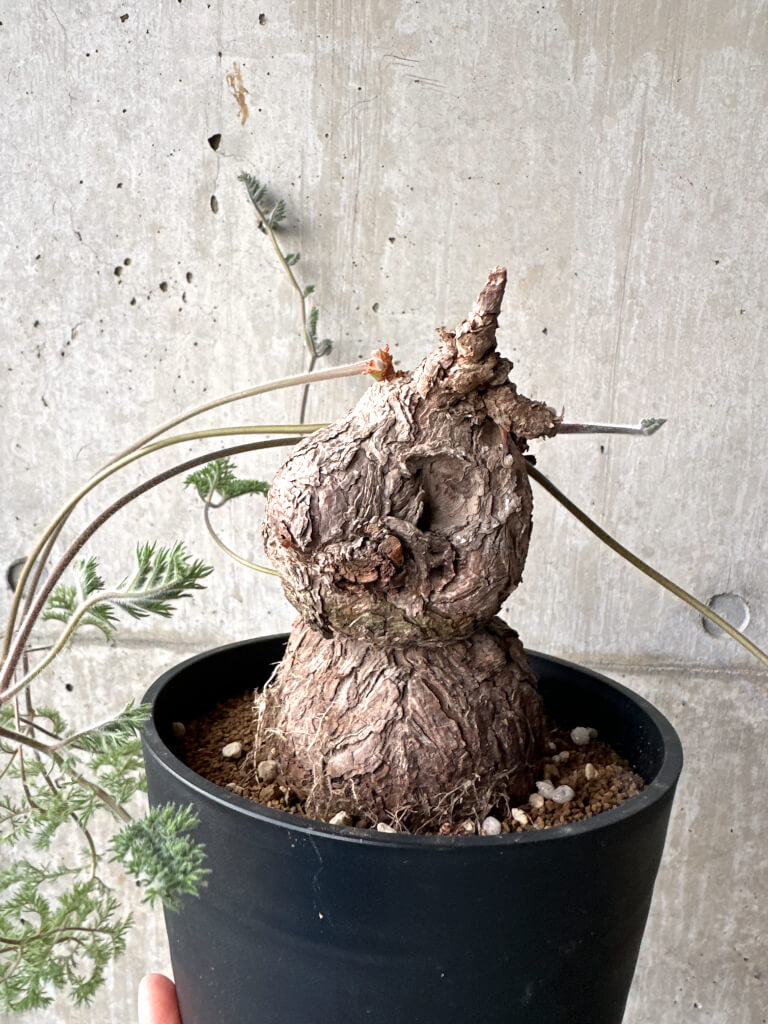 【現品限り】ペラルゴニウム・トリステ 現地株【AH74】 Pelargonium triste【植物】塊根植物 夏型 コーデックス - 画像 (3)