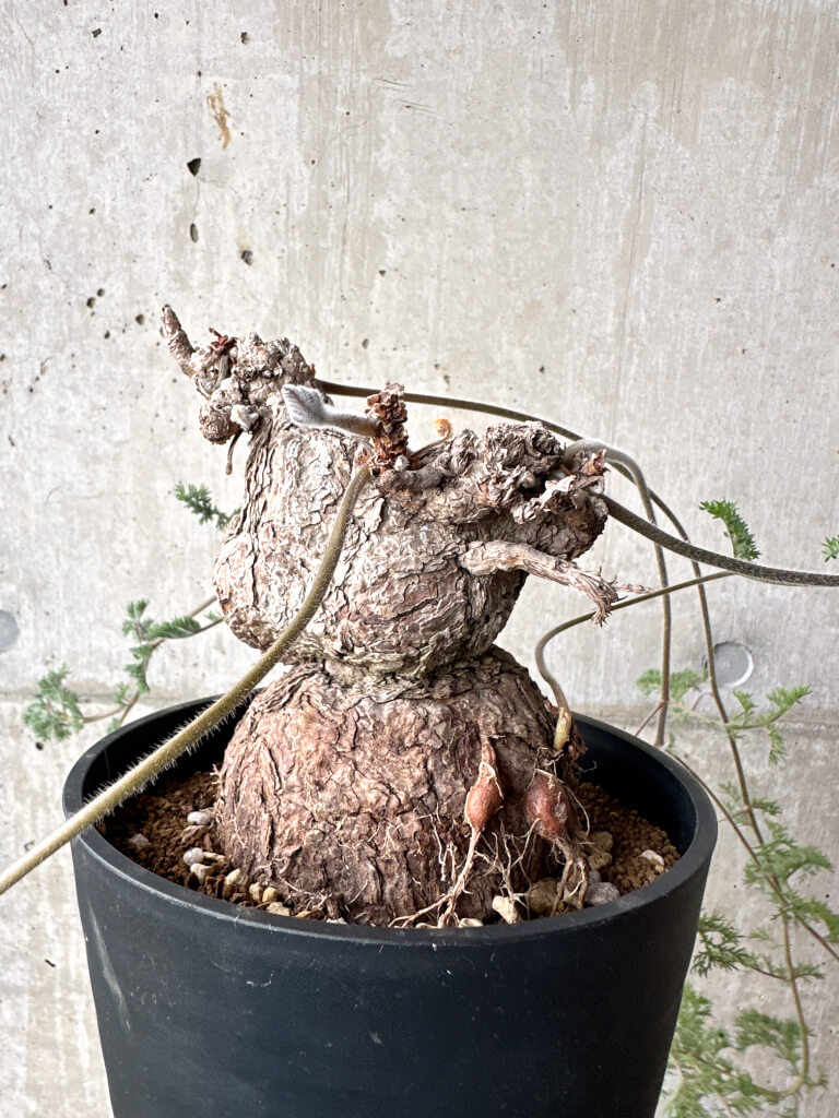 【現品限り】ペラルゴニウム・トリステ 現地株【AH74】 Pelargonium triste【植物】塊根植物 夏型 コーデックス - 画像 (4)