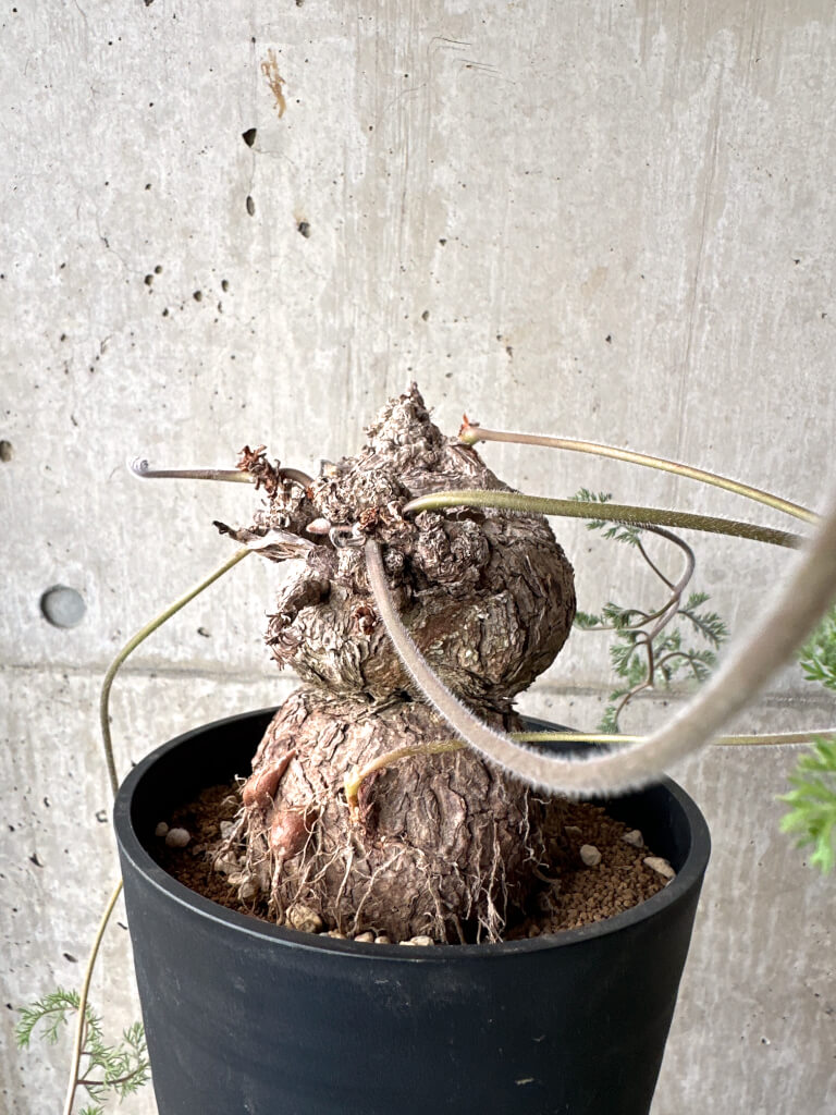 【現品限り】ペラルゴニウム・トリステ 現地株【AH74】 Pelargonium triste【植物】塊根植物 夏型 コーデックス - 画像 (5)