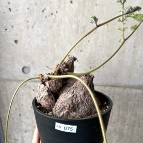 【現品限り】ペラルゴニウム・トリステ 現地株【AH75】 Pelargonium triste【植物】塊根植物 夏型 コーデックス