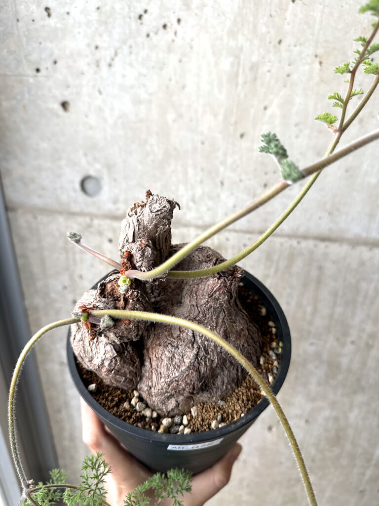 【現品限り】ペラルゴニウム・トリステ 現地株【AH75】 Pelargonium triste【植物】塊根植物 夏型 コーデックス - 画像 (2)