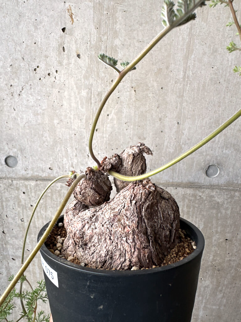 【現品限り】ペラルゴニウム・トリステ 現地株【AH75】 Pelargonium triste【植物】塊根植物 夏型 コーデックス - 画像 (3)