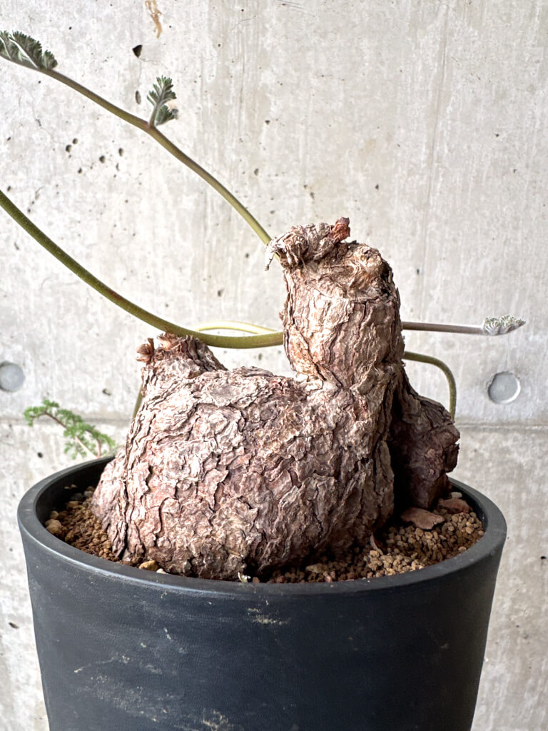 【現品限り】ペラルゴニウム・トリステ 現地株【AH75】 Pelargonium triste【植物】塊根植物 夏型 コーデックス - 画像 (4)