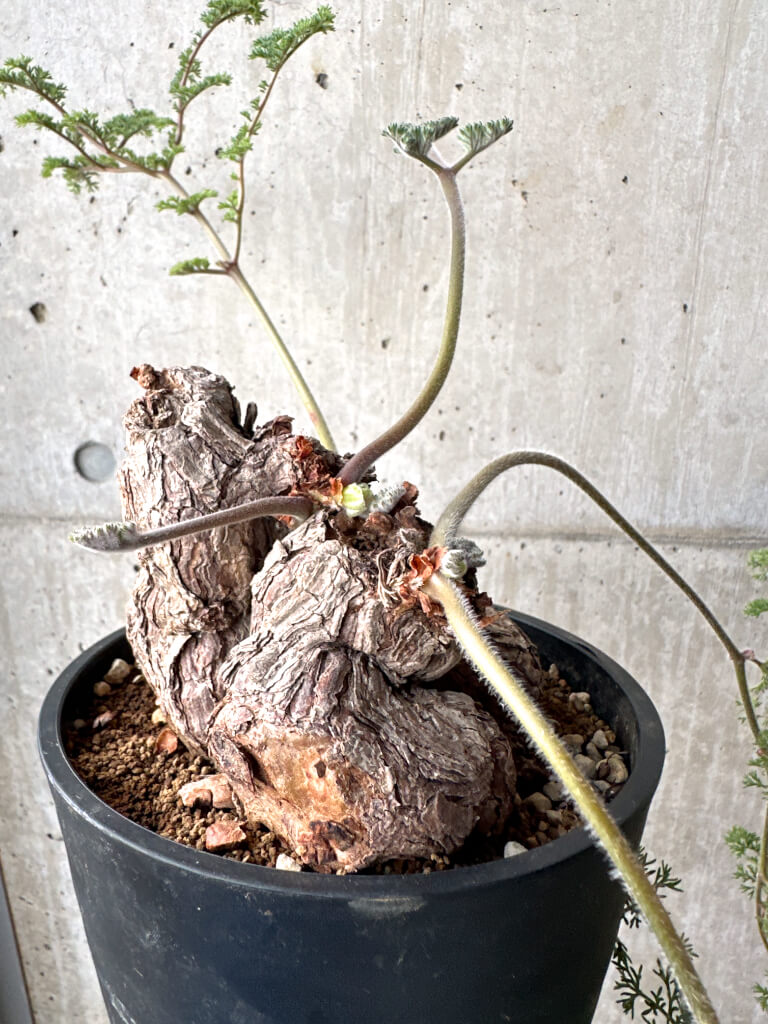 【現品限り】ペラルゴニウム・トリステ 現地株【AH75】 Pelargonium triste【植物】塊根植物 夏型 コーデックス - 画像 (5)