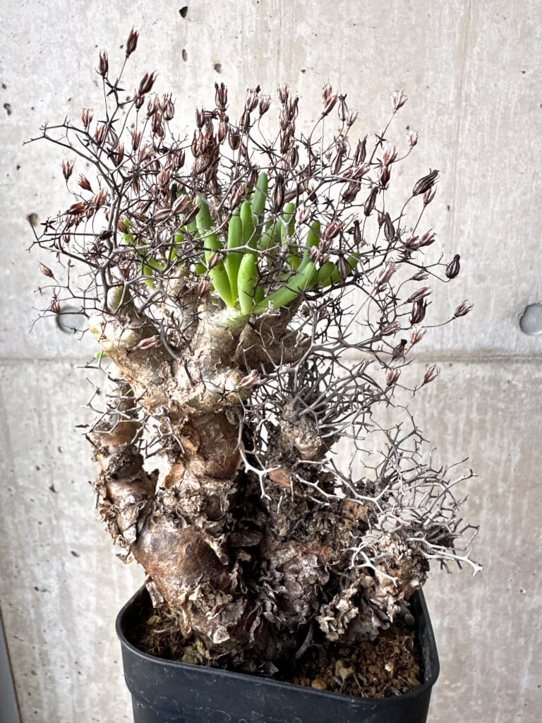 【現品限り】チレコドン・レティキュラーツス 万物想 現地株【AH76】 Tylecodon reticulatus【植物】塊根植物 夏型 コーデックス - 画像 (4)