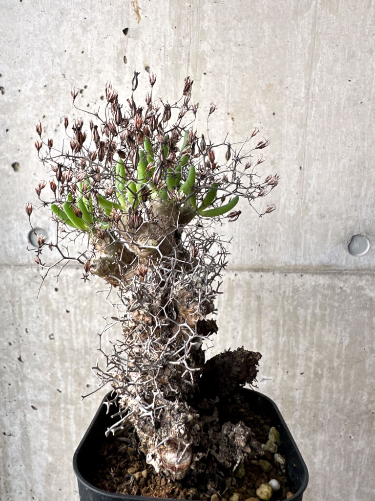 【現品限り】チレコドン・レティキュラーツス 万物想 現地株【AH76】 Tylecodon reticulatus【植物】塊根植物 夏型 コーデックス - 画像 (5)