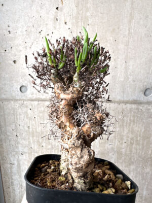 プラントブラザーズ