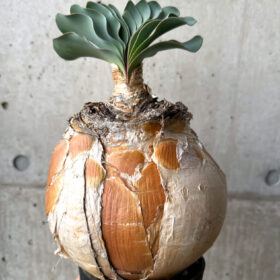 【現品限り】ブーファン・ハエマンソイデス 現地株 1年管理【AH78】 Boophane haemanthoides【植物】塊根植物 夏型 コーデックス