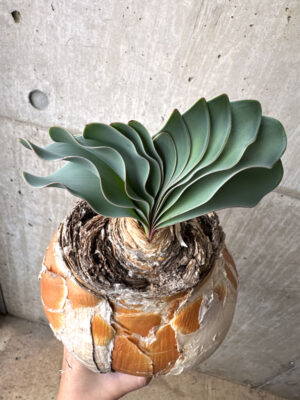 プラントブラザーズ