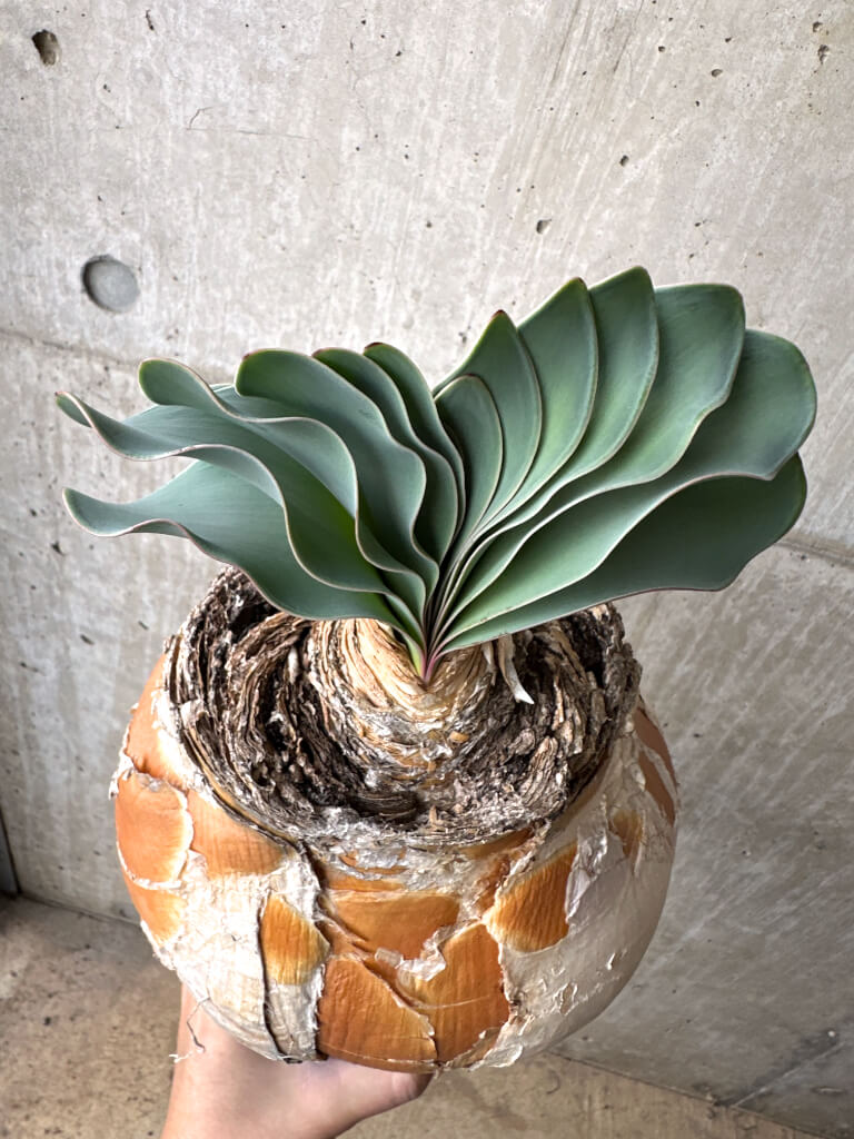 【現品限り】ブーファン・ハエマンソイデス 現地株 1年管理【AH78】 Boophane haemanthoides【植物】塊根植物 夏型 コーデックス - 画像 (2)