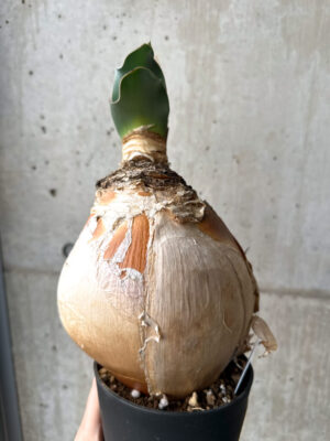 プラントブラザーズ