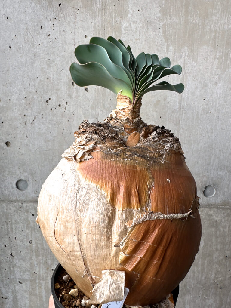 【現品限り】ブーファン・ハエマンソイデス 現地株 1年管理【AH78】 Boophane haemanthoides【植物】塊根植物 夏型 コーデックス - 画像 (4)