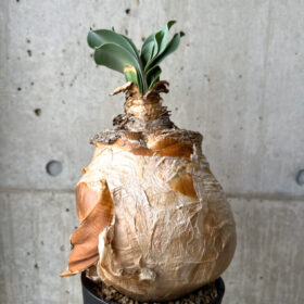 【現品限り】ブーファン・ハエマンソイデス 現地株 1年管理【AH79】 Boophane haemanthoides【植物】塊根植物 夏型 コーデックス