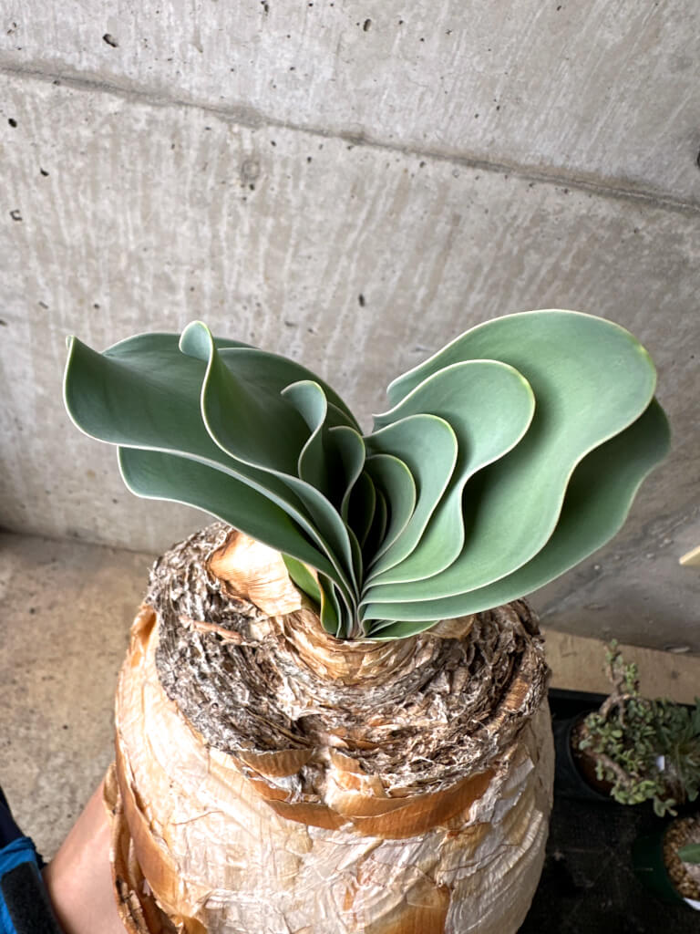 【現品限り】ブーファン・ハエマンソイデス 現地株 1年管理【AH79】 Boophane haemanthoides【植物】塊根植物 夏型 コーデックス - 画像 (2)