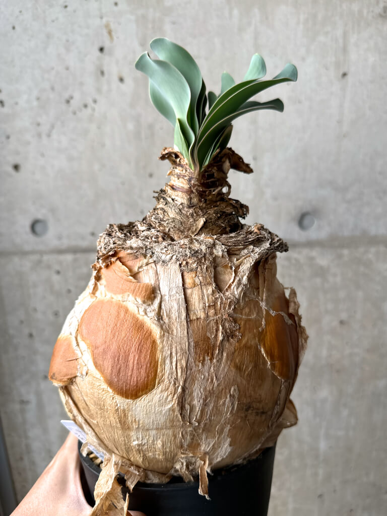 【現品限り】ブーファン・ハエマンソイデス 現地株 1年管理【AH79】 Boophane haemanthoides【植物】塊根植物 夏型 コーデックス - 画像 (4)