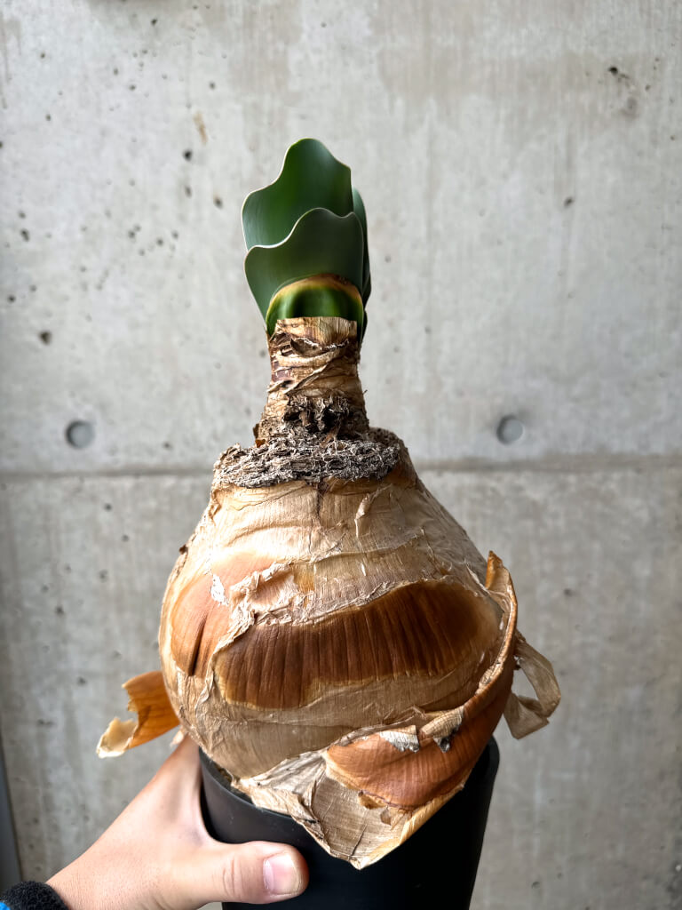 【現品限り】ブーファン・ハエマンソイデス 現地株 1年管理【AH79】 Boophane haemanthoides【植物】塊根植物 夏型 コーデックス - 画像 (5)