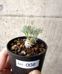 【現品限り】モンソニア・ぺニクリナム【AH8】 Monsonia peniculinum【植物】塊根植物 夏型 コーデックス
