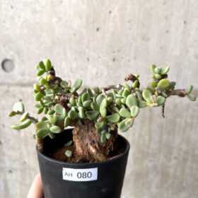 【現品限り】ケラリア・ピグマエア 現地株【AH80】 Ceraria pygmaea【植物】塊根植物 夏型 コーデックス