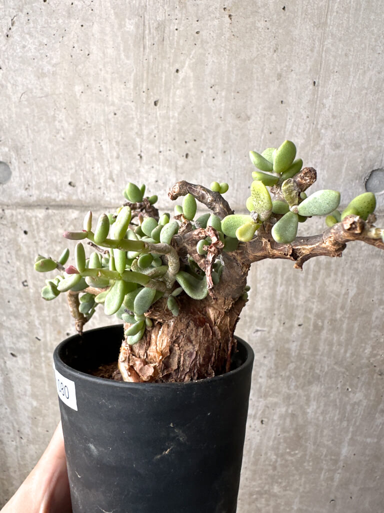 【現品限り】ケラリア・ピグマエア 現地株【AH80】 Ceraria pygmaea【植物】塊根植物 夏型 コーデックス - 画像 (3)