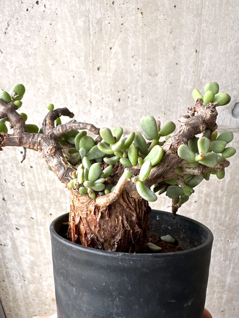 【現品限り】ケラリア・ピグマエア 現地株【AH80】 Ceraria pygmaea【植物】塊根植物 夏型 コーデックス - 画像 (4)