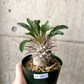 【現品限り】パキポディウム・ナマクアナム 光堂 実生 大株【AH81】 Pachypodium namaquanum【植物】塊根植物 夏型 コーデックス