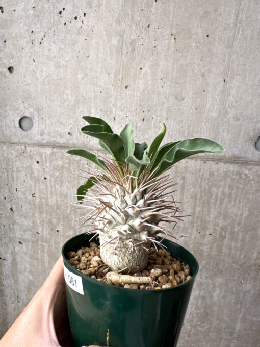 【実生・自根／管理良好】パキポディウム　ナマクアナム　ODDROOTS管理株 実生・自根／管理良好】パキポディウム ナマクアナム ODDROOTS管理株