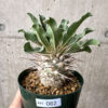 【現品限り】パキポディウム・ナマクアナム 光堂 実生 大株【AH82】 Pachypodium namaquanum【植物】塊根植物 夏型 コーデックス
