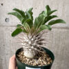 【現品限り】パキポディウム・ナマクアナム 光堂 実生 大株【AH83】 Pachypodium namaquanum【植物】塊根植物 夏型 コーデックス
