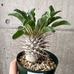 【現品限り】パキポディウム・ナマクアナム 光堂 実生 大株【AH83】 Pachypodium namaquanum【植物】塊根植物 夏型 コーデックス