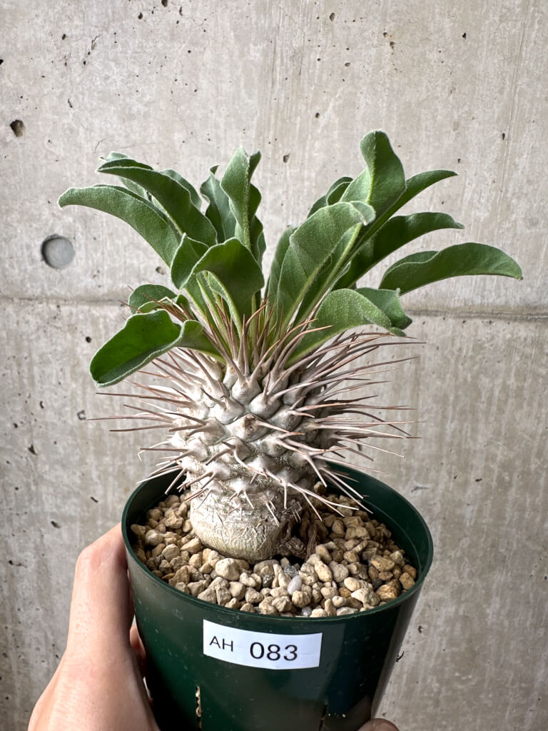 【現品限り】パキポディウム・ナマクアナム 光堂 実生 大株【AH83】 Pachypodium namaquanum【植物】塊根植物 夏型 コーデックス