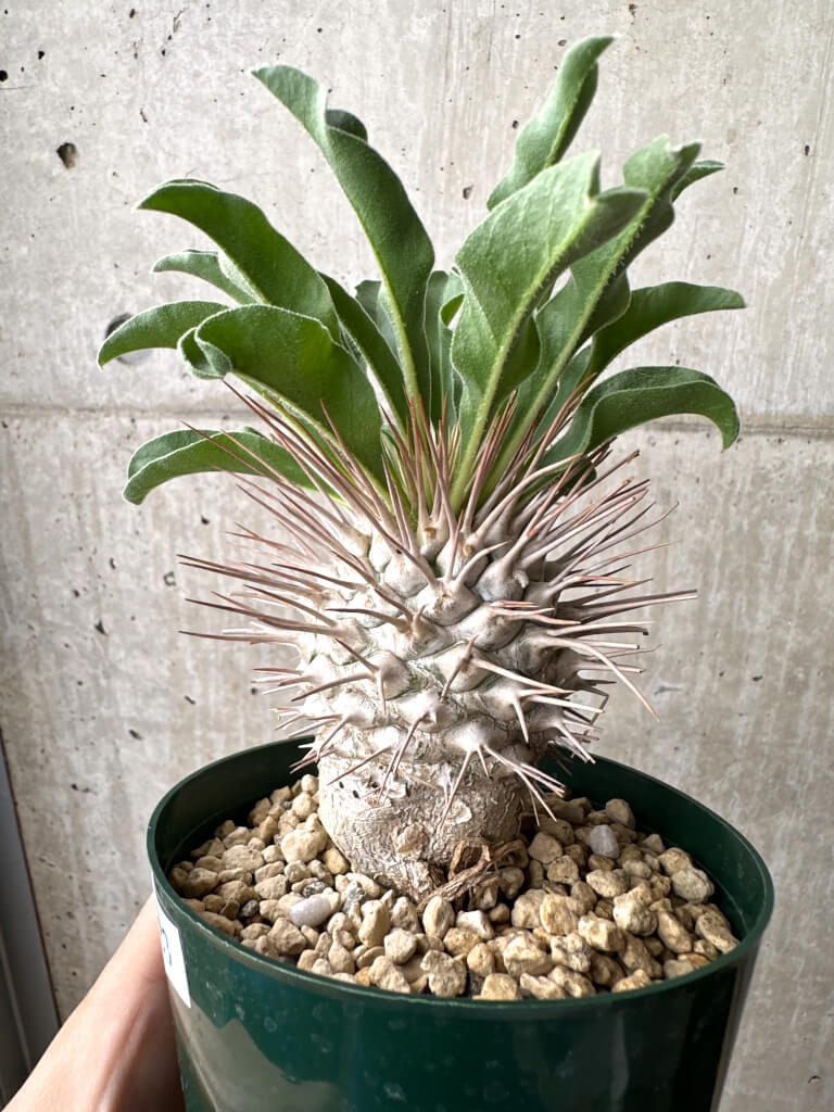 【現品限り】パキポディウム・ナマクアナム 光堂 実生 大株【AH83】 Pachypodium namaquanum【植物】塊根植物 夏型 コーデックス - 画像 (3)