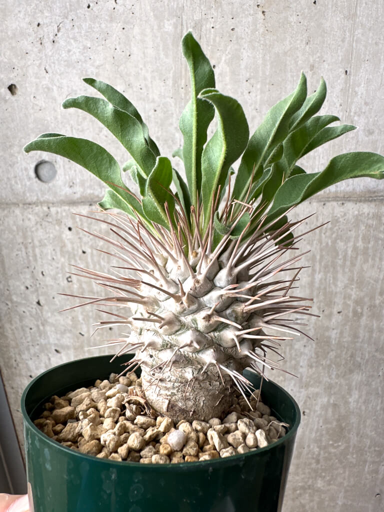 【現品限り】パキポディウム・ナマクアナム 光堂 実生 大株【AH83】 Pachypodium namaquanum【植物】塊根植物 夏型 コーデックス - 画像 (4)
