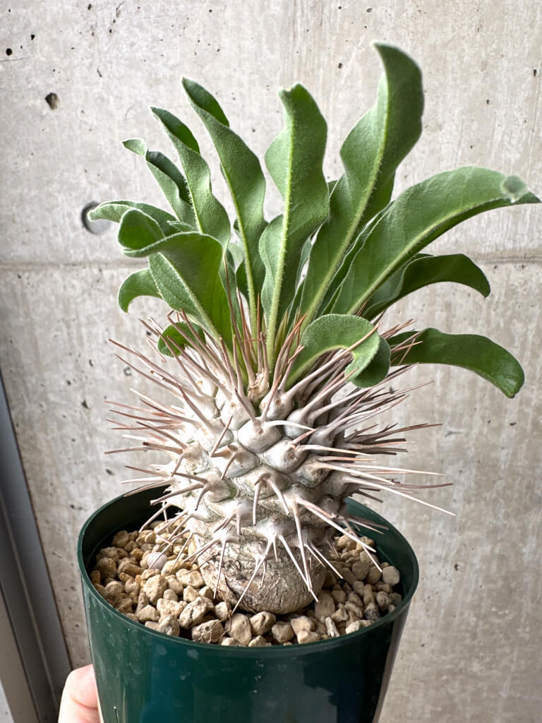 【現品限り】パキポディウム・ナマクアナム 光堂 実生 大株【AH83】 Pachypodium namaquanum【植物】塊根植物 夏型 コーデックス - 画像 (5)