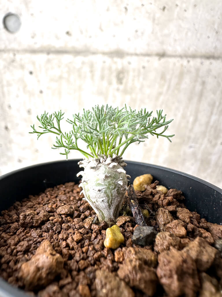 【現品限り】モンソニア・ぺニクリナム【AH9】 Monsonia peniculinum【植物】塊根植物 夏型 コーデックス - 画像 (3)