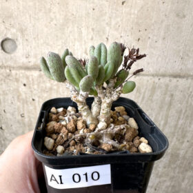 【現品限り】チレコドン・sp ノヴァ【AI10】 Tylecodon sp nova【植物】塊根植物 夏型 コーデックス