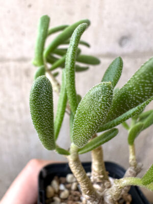 プラントブラザーズ