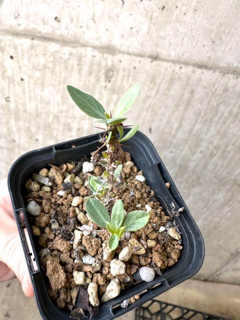 【現品限り】フォークイエリア・コルムナリス 観峰玉【AI12】 Fouquieria columnaris【植物】塊根植物 夏型 コーデックス - 画像 (2)