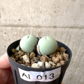 【現品限り】コノフィツム・カルキュラス【AI13】 Conophytum calculus【植物】塊根植物 夏型 コーデックス