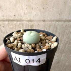 【現品限り】コノフィツム・カルキュラス【AI14】 Conophytum calculus【植物】塊根植物 夏型 コーデックス