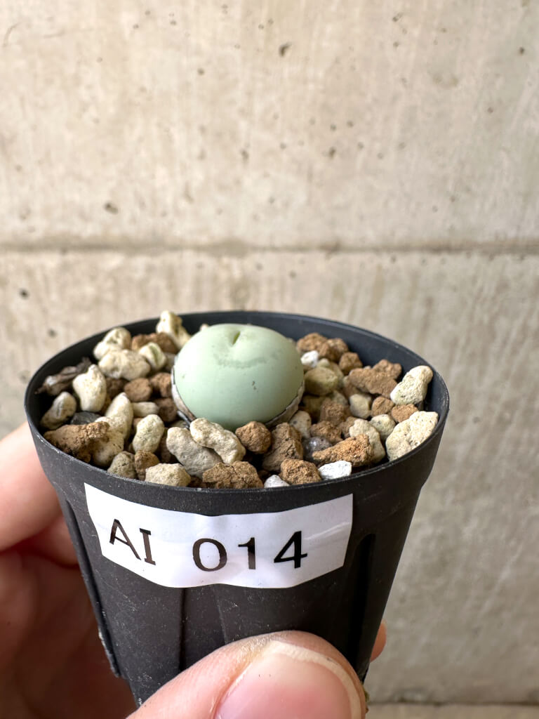 【現品限り】コノフィツム・カルキュラス【AI14】 Conophytum calculus【植物】塊根植物 夏型 コーデックス