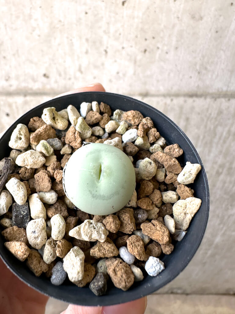 【現品限り】コノフィツム・カルキュラス【AI14】 Conophytum calculus【植物】塊根植物 夏型 コーデックス - 画像 (2)