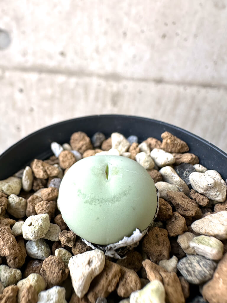 【現品限り】コノフィツム・カルキュラス【AI14】 Conophytum calculus【植物】塊根植物 夏型 コーデックス - 画像 (3)