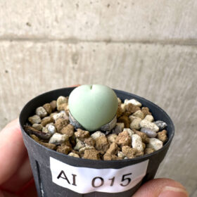 【現品限り】コノフィツム・カルキュラス【AI15】 Conophytum calculus【植物】塊根植物 夏型 コーデックス
