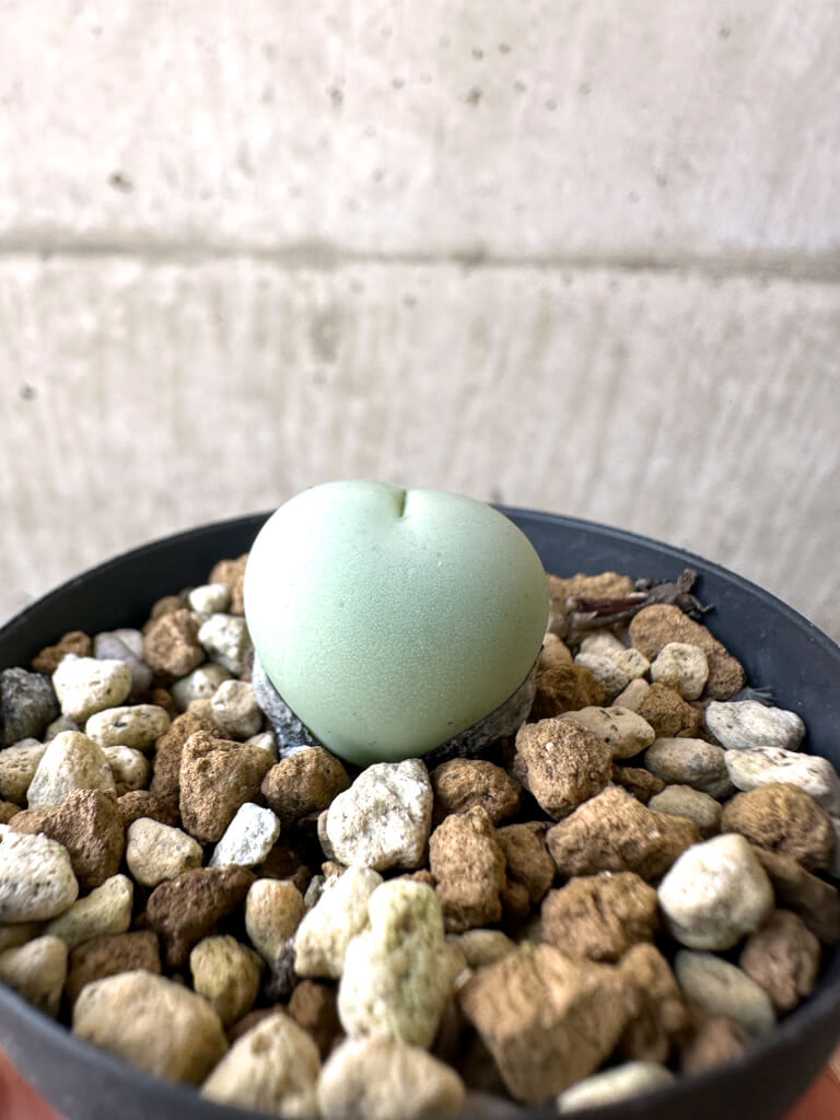 【現品限り】コノフィツム・カルキュラス【AI15】 Conophytum calculus【植物】塊根植物 夏型 コーデックス - 画像 (3)